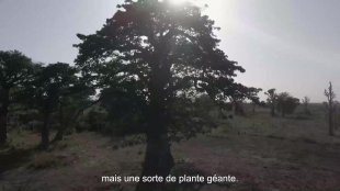 Vidéo 03 - Unité 2 - Leçon 3 - Baobab - VOST