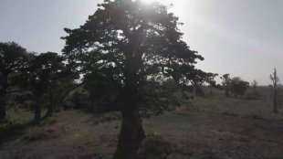 Vidéo 03 - Unité 2 - Leçon 3 - Baobab